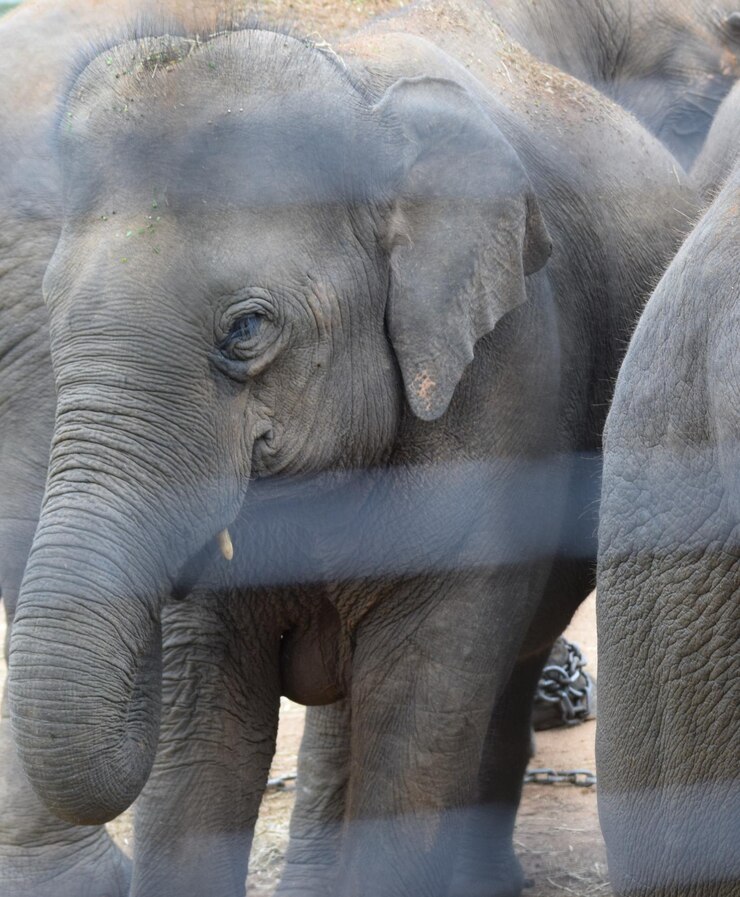 Foto close-up de um elefante