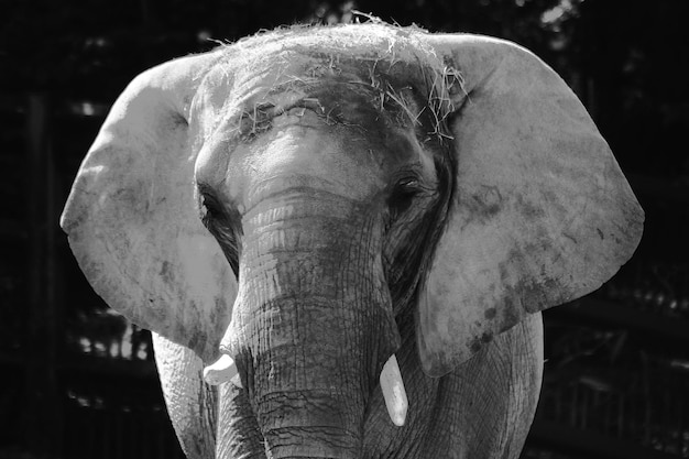 Foto close-up de um elefante