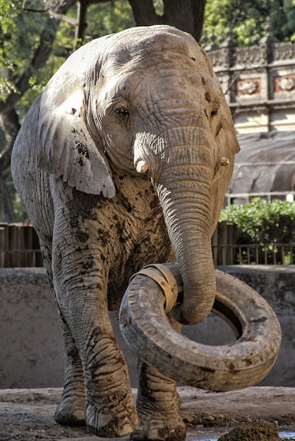 Foto close-up de um elefante