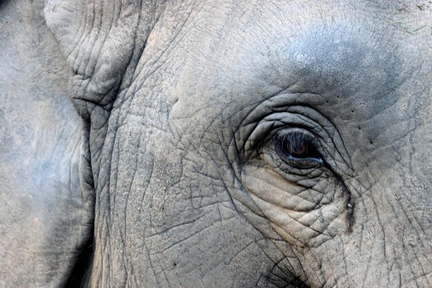 Foto close-up de um elefante