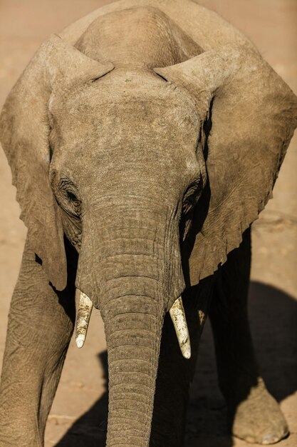 Foto close-up de um elefante