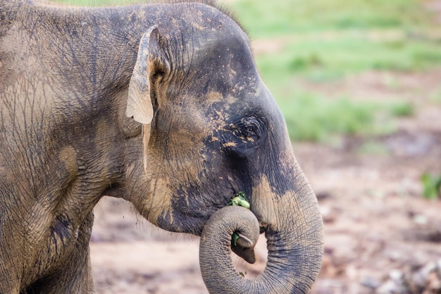 Foto close-up de um elefante