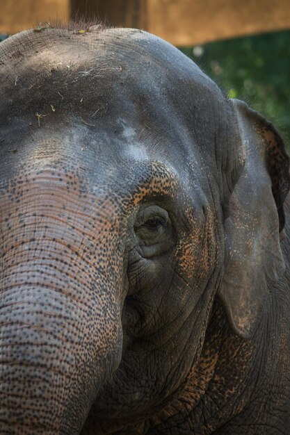 Foto close-up de um elefante