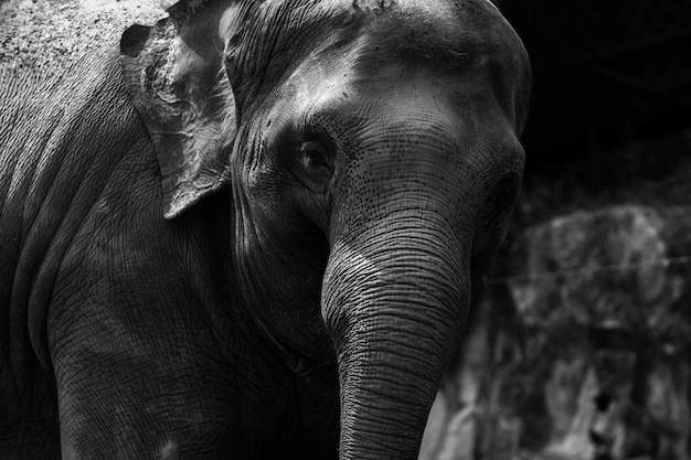 Foto close-up de um elefante