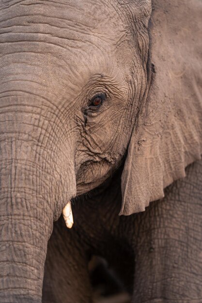 Foto close-up de um elefante