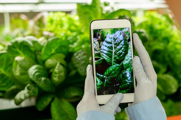 Close-up de um engenheiro agrícola irreconhecível em luvas, fotografando a folha no smartphone para pesquisa em estufa