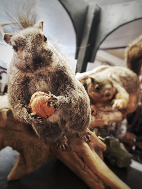 Foto close-up de um esquilo comendo comida