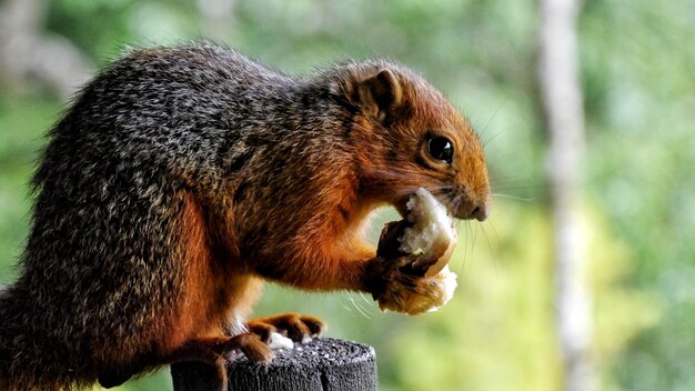 Foto close-up de um esquilo comendo pão