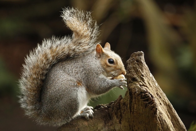 Foto close-up de um esquilo em uma árvore