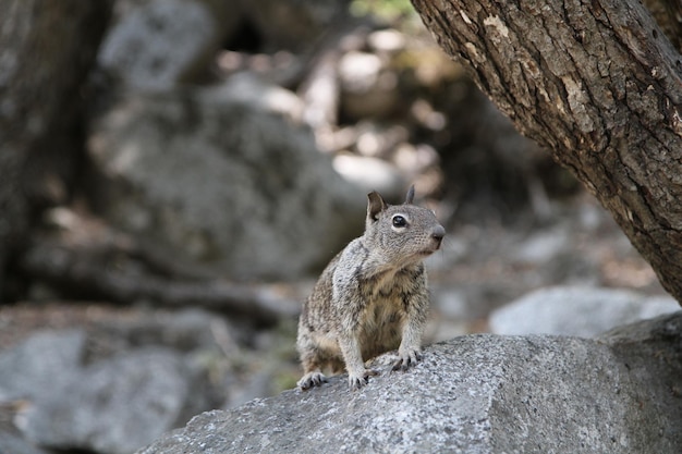 Close-up de um esquilo na rocha