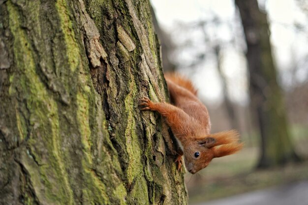 Foto close-up de um esquilo no tronco de uma árvore