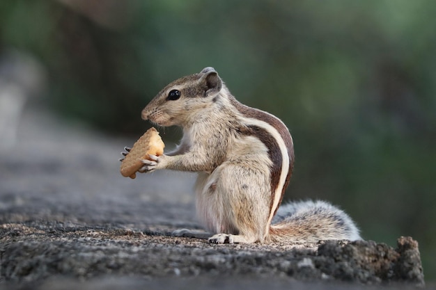 Close-up de um esquilo-palmeira comendo um biscoito