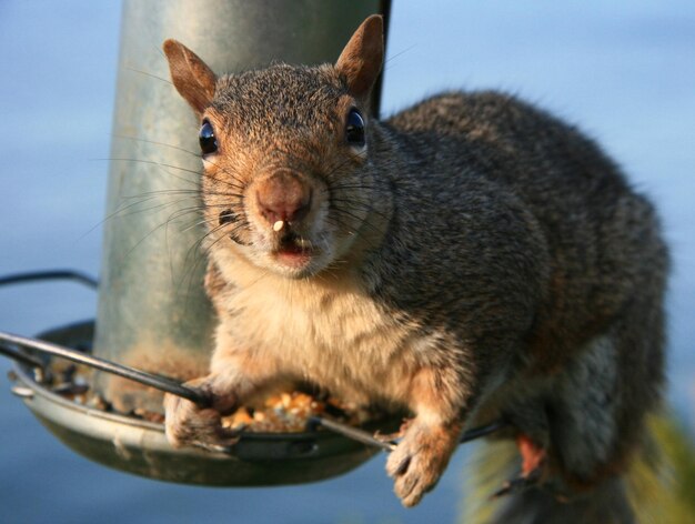 Foto close-up de um esquilo sentado em um alimentador de pássaros