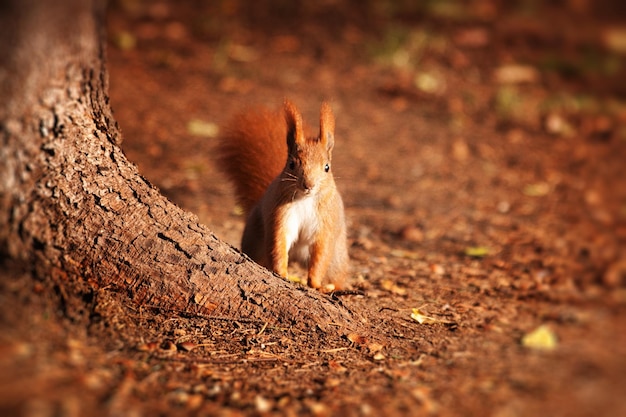 Close-up de um esquilo