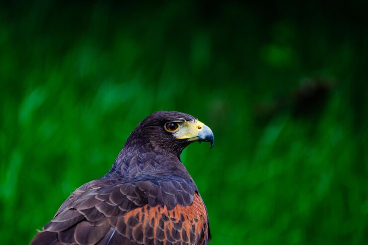 Foto close-up de um falcão sentado ao ar livre