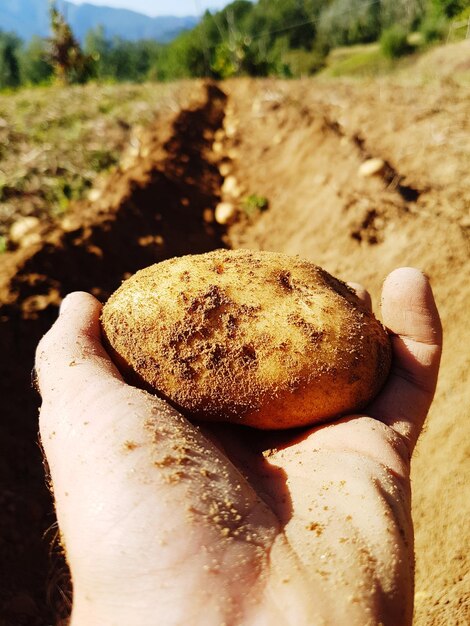 Foto close-up de um fazendeiro com a mão segurando uma batata na fazenda