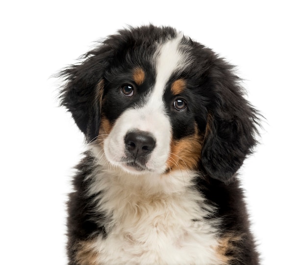 Close-up de um filhote de Bernese Mountain Dog em frente a uma parede branca