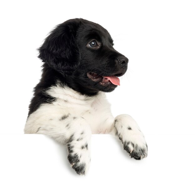 Close-up de um filhote de cachorro Stabyhoun apoiado em um quadro branco isolado no branco