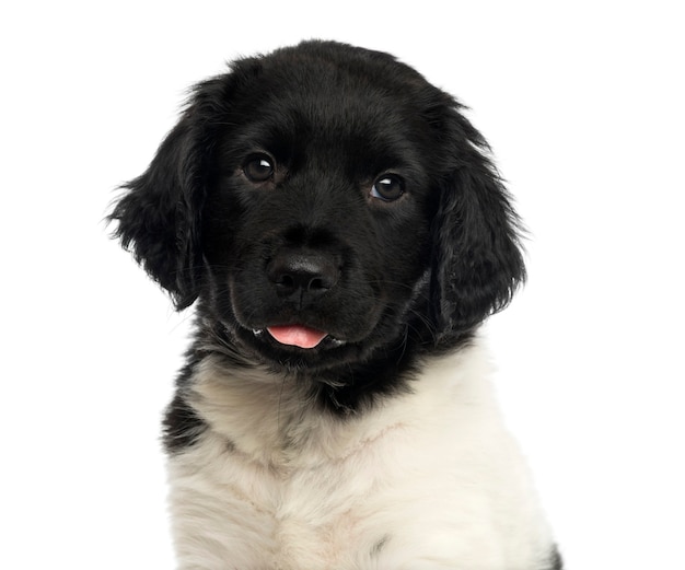 Close-up de um filhote de cachorro Stabyhoun olhando para a câmera, isolado no branco