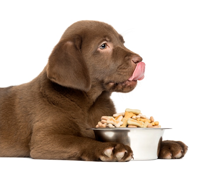 Foto close-up de um filhote de labrador retriever com tigela de cachorro cheio, licki