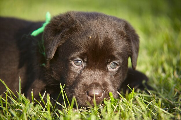 Close-up de um filhote de labrador