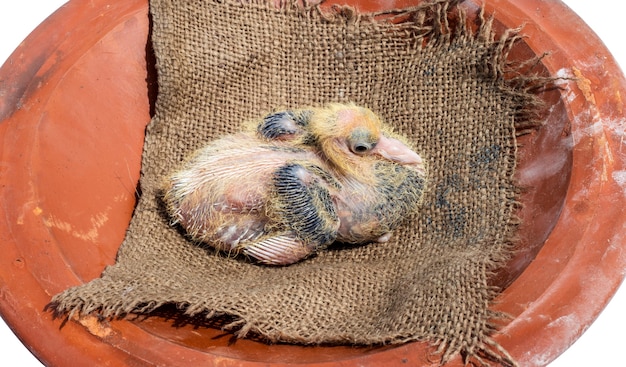 Close-up de um filhote de pombo em um prato de barro vermelho