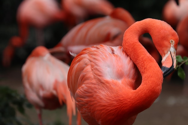 Close-up de um flamingo a limpar-se ao ar livre