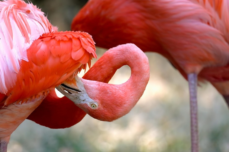 Foto close-up de um flamingo limpando-se ao ar livre