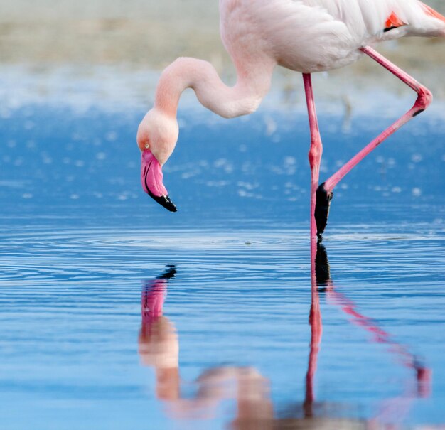 Foto close-up de um flamingo na água