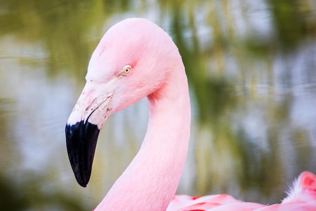 Close-up de um flamingo