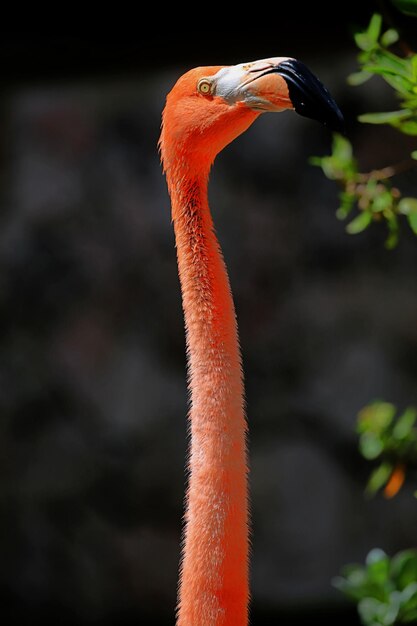 Close-up de um flamingo