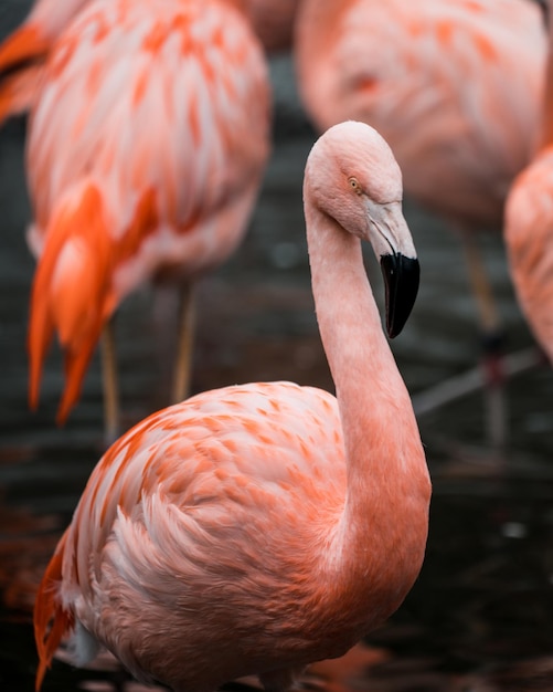 Close-up de um flamingo
