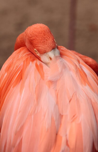 Close-up de um flamingo