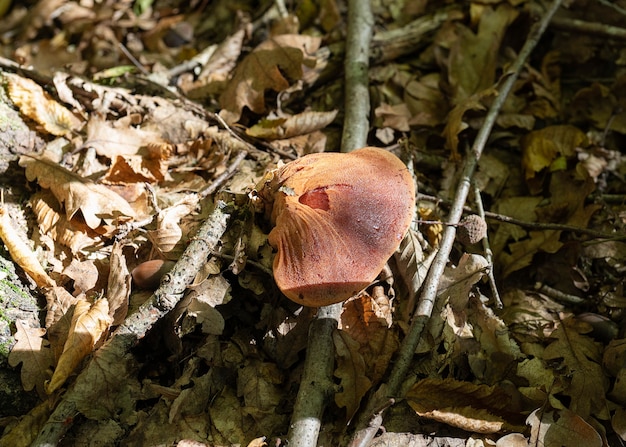 Close up de um fungo de suporte fístula hepatica fungo de bife, também conhecido como pólipo de bife