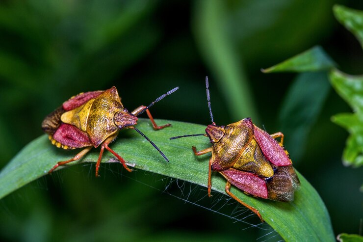 Foto close-up de um gafanhoto em uma folha