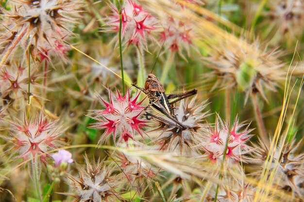 Foto close-up de um gafanhoto polinizando uma flor