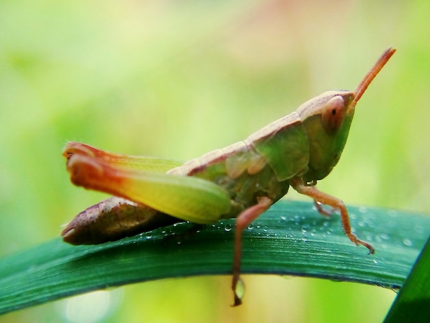 Close-up de um gafanhoto