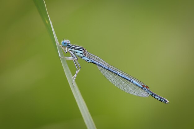 Close-up de um gafanhoto