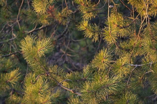 Foto close-up de um galho de árvore