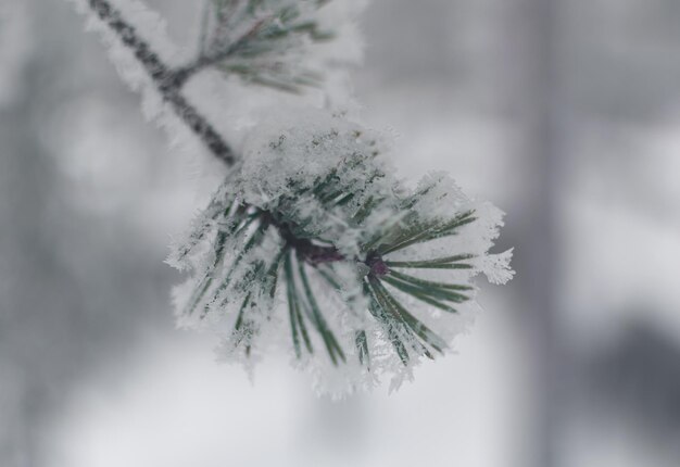 close-up de um galho de pinheiro coberto de neve