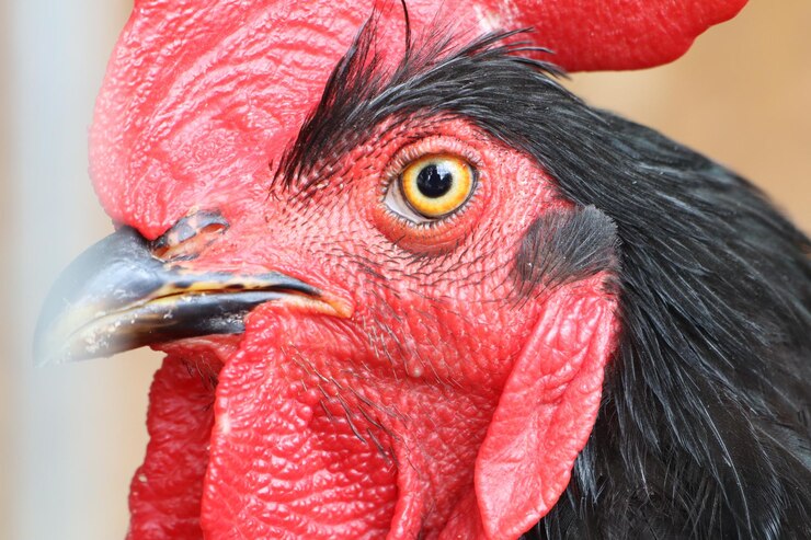 Foto close-up de um galo com crista vermelha e olhos amarelos