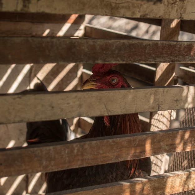 Foto close-up de um galo em gaiola