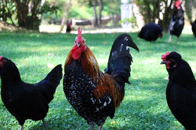 Close-up de um galo no campo