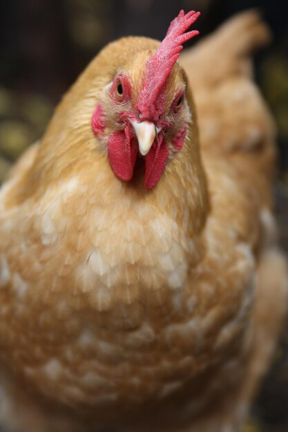 Foto close-up de um galo