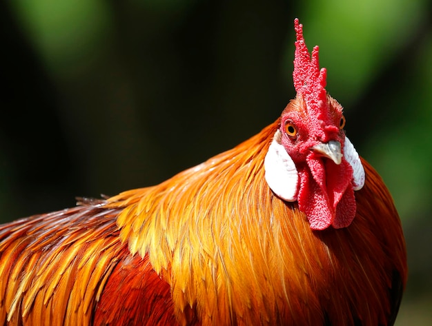 Foto close-up de um galo