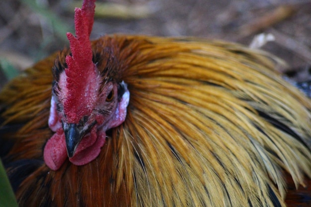 Foto close-up de um galo