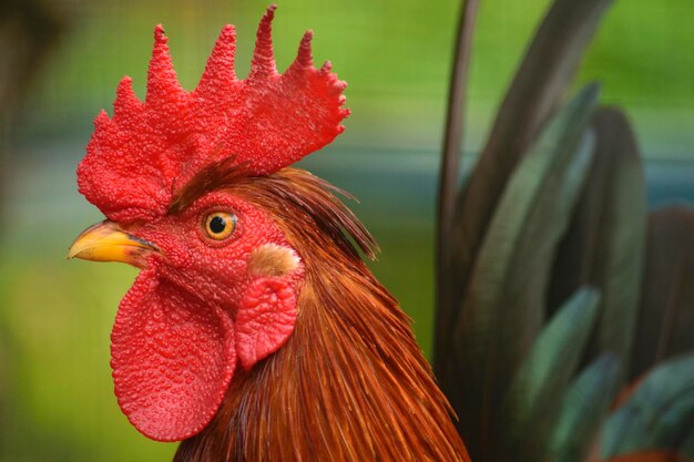 Foto close-up de um galo