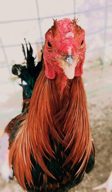 Foto close-up de um galo