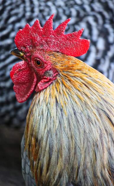 Foto close-up de um galo