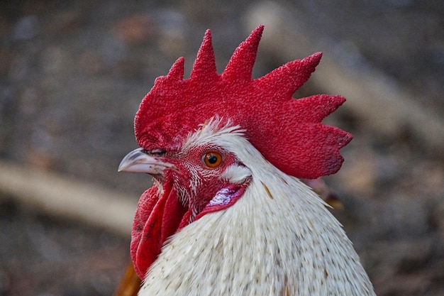 Foto close-up de um galo